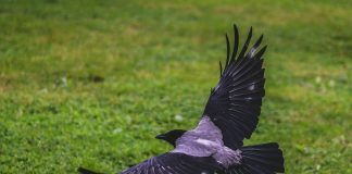 Fun Facts About Animals Fun Facts About Animals