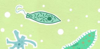 Interesting fun facts about amoeba Interesting fun facts about amoeba