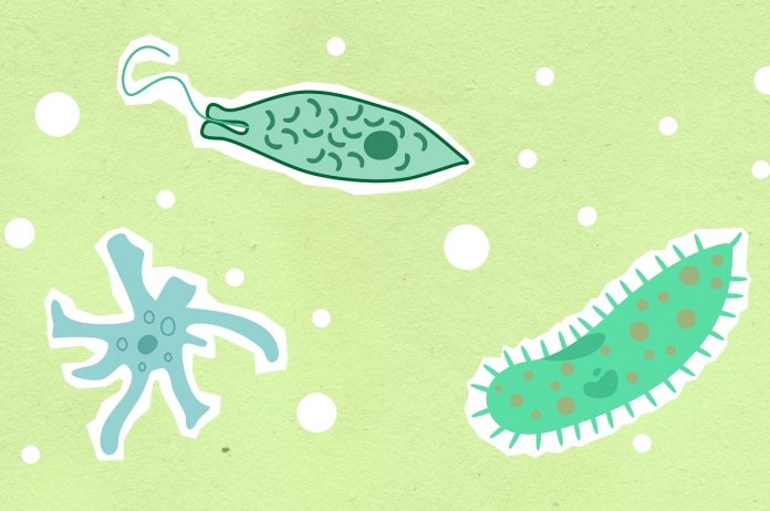 Interesting fun facts about amoeba
