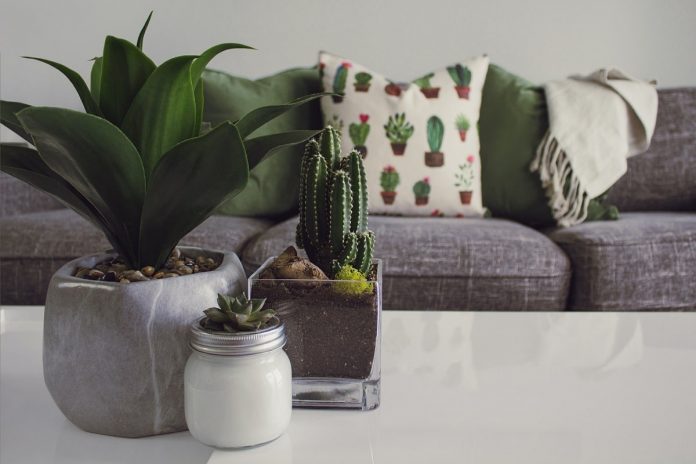 You might be wondering what plants can help or bring luck to your home. This article will show you the top 10 lucky plants that you should have in your house.