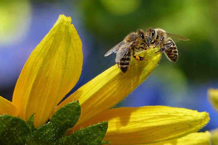 Fun Facts about Bees