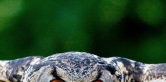 7 AMAZING FACTS ABOUT BIRDS.