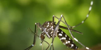 Malaria Symptoms : How Does Malaria Spread mosquito dengue