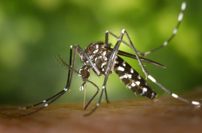 mosquito dengue