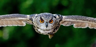Interesting Facts About The Owl they can live up to 24 years. These birds of prey are known to be silent with their feathers