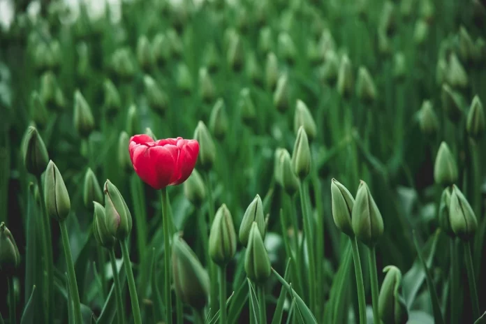 what makes you different about others