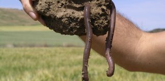 Earthworms: 8 Unexpected Facts Earthworms