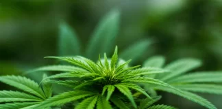 How to Grow Cannabis Indoors How to Grow Cannabis Indoors