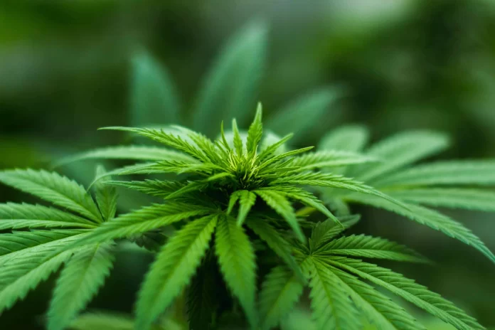 How to Grow Cannabis Indoors