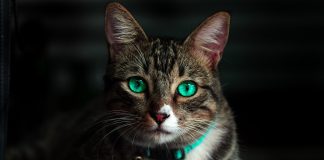 How to Keep Cats Away from Your House How to Keep Cats Away from Your House