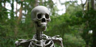 Fun Facts About Bones fun facts about bones