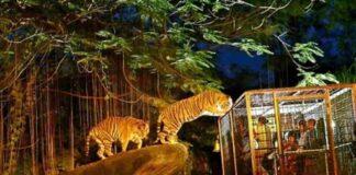 How to Make the Most of Your Night Out in Singapore nigh safari singapore