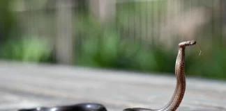 Home Remedies will keep snakes away Snake, cobra