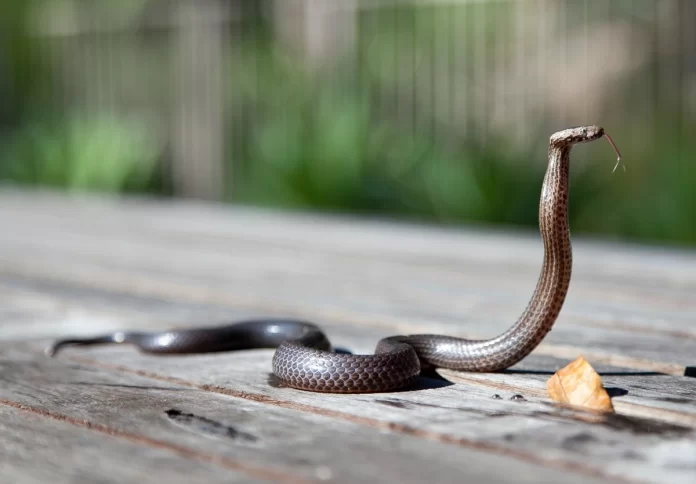Snake, cobra