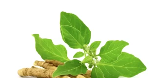 International Women’s Day 2022: Why Ashwagandha is important for women. what is ashwagandha image