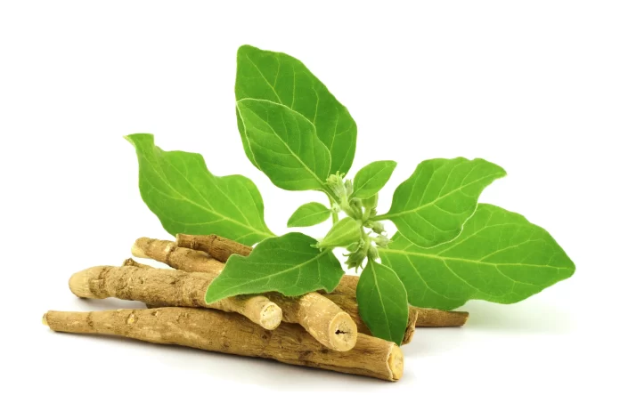 what is ashwagandha image