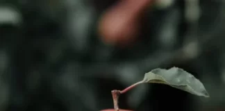 Apple: A Superfood for Better Health apple (1)