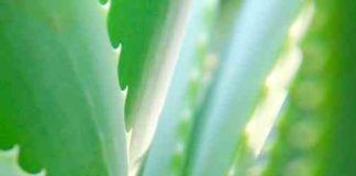 7 Benefits of Aloe Vera for Health cropped-Aloe-vera-compressed.jpg