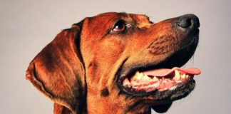 American Coonhound: A breed of dog AmericanCoonhound1