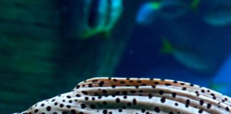 American Eel: A species of eel that is native to North America AmericanEel3