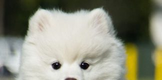“American Eskimo Dog: Must Know it before adpoting this puppy or dog ? AmericanEskimoDog1
