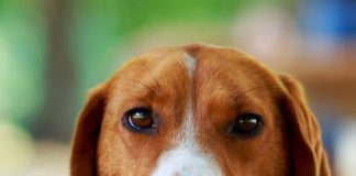 “American Foxhound: Must Know it before adpoting this puppy or dog ? AmericanFoxhound1