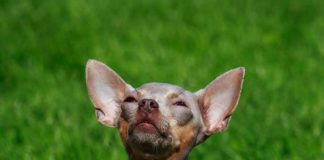 “American Hairless Terrier: Must Know it before adpoting this puppy or dog ? AmericanHairlessTerrier6