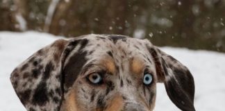 “American Leopard Hound: Must Know it before adpoting this puppy or dog ? AmericanLeopardHound1