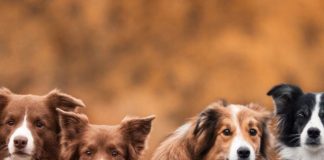 Dogs: A domesticated and loyal animal Dogs