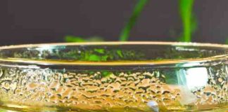 “Green Tea: Your Metabolism’s New Best Friend?” cropped-Green-Tea-1-compressed.jpg