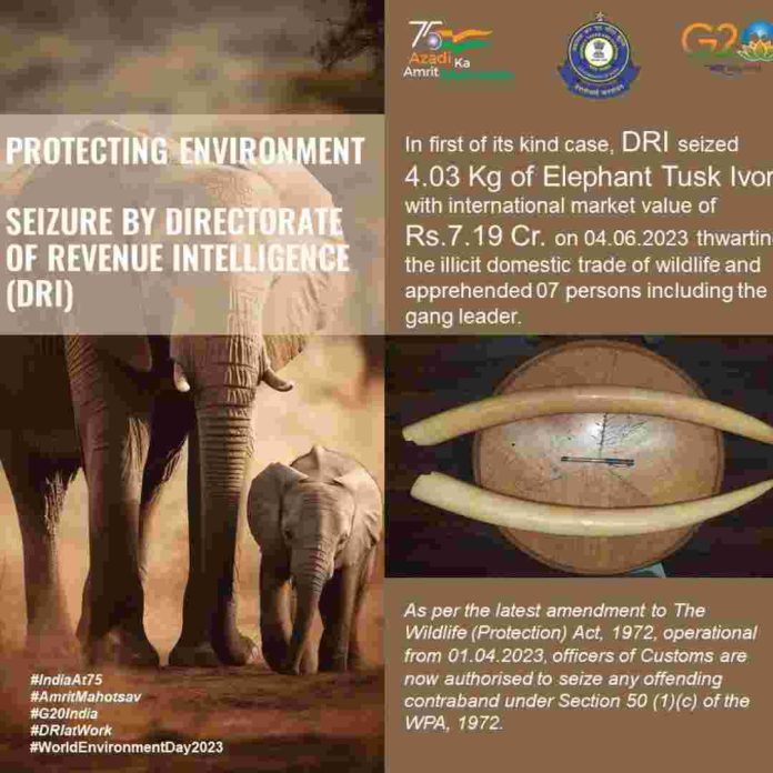 DRI's Chennai Operation: Thwarting Illicit Domestic Wildlife Trade, Seizing 0.03 kgs of Elephant Tusk Ivory and Apprehending 7 Individuals